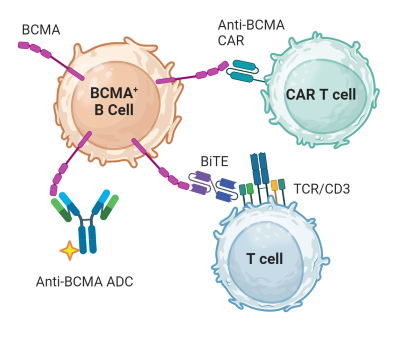 bmca