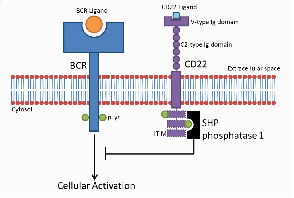 cd22
